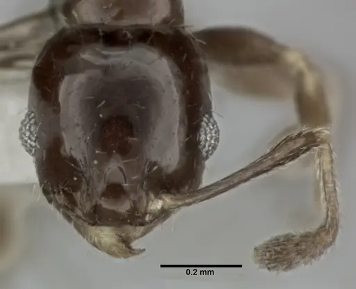 Pheidole marcidula specimen CASENT0246106 image casent0246106_2