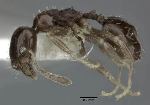 Pheidole marcidula specimen CASENT0246106 image casent0246106_3