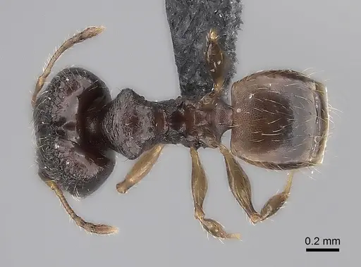 Pheidole marieannae specimen CASENT0046082 image casent0046082_1