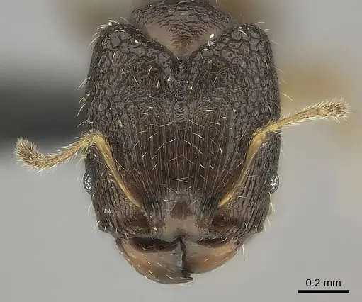 Pheidole marieannae specimen CASENT0046082 image casent0046082_2