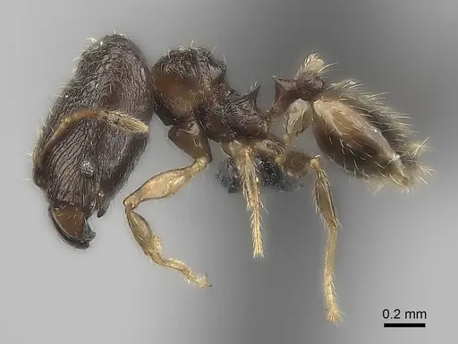 Pheidole marieannae specimen CASENT0046082 image casent0046082_3