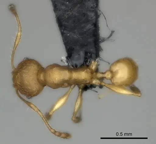 Pheidole marieannae specimen CASENT0059041 image casent0059041_1