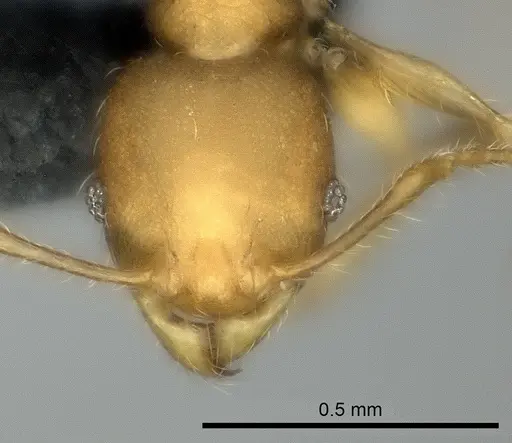 Pheidole marieannae specimen CASENT0059041 image casent0059041_2