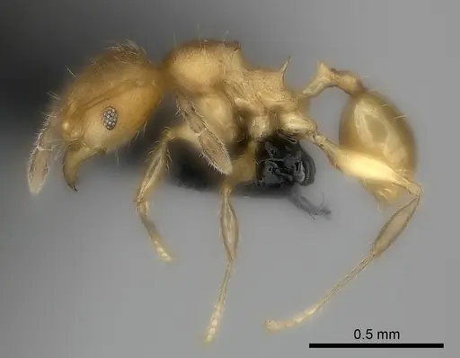 Pheidole marieannae specimen CASENT0059041 image casent0059041_3
