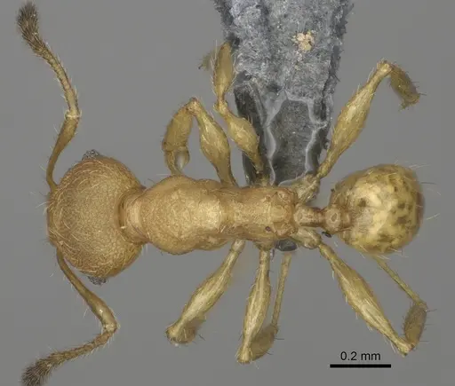 Pheidole marieannae specimen CASENT0808178 image casent0808178_1