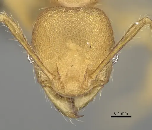 Pheidole marieannae specimen CASENT0808178 image casent0808178_2