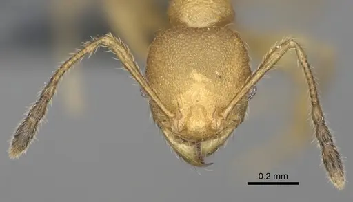 Pheidole marieannae specimen CASENT0808178 image casent0808178_3