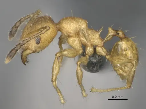 Pheidole marieannae specimen CASENT0808178 image casent0808178_4