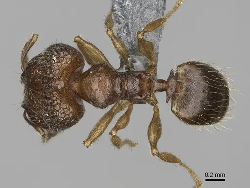 Pheidole marieannae specimen CASENT0923219 image casent0923219_1