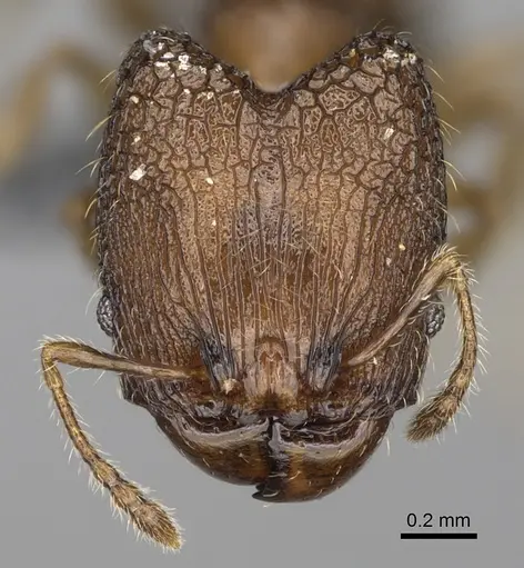 Pheidole marieannae specimen CASENT0923219 image casent0923219_2