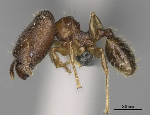Pheidole marieannae specimen CASENT0923219 image casent0923219_4