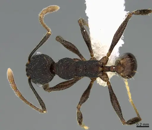 Pheidole marmor specimen CASENT0646373 image casent0646373_1