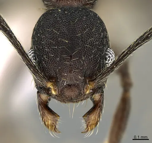 Pheidole marmor specimen CASENT0646373 image casent0646373_2