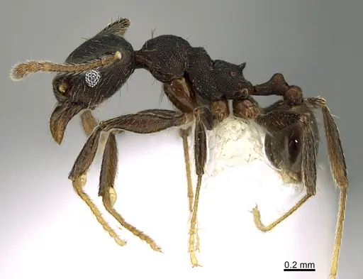 Pheidole marmor specimen CASENT0646373 image casent0646373_3