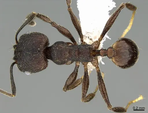 Pheidole marmor specimen CASENT0646377 image casent0646377_1