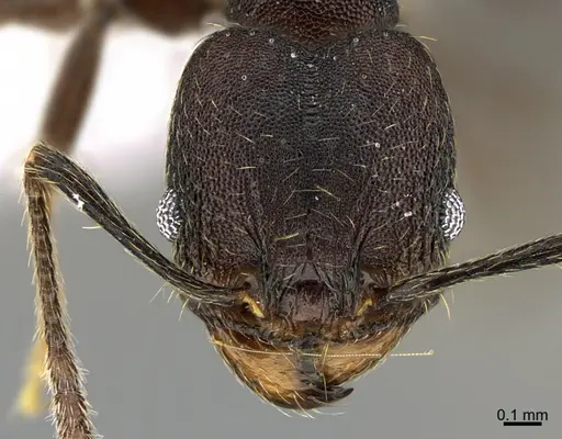 Pheidole marmor specimen CASENT0646377 image casent0646377_2