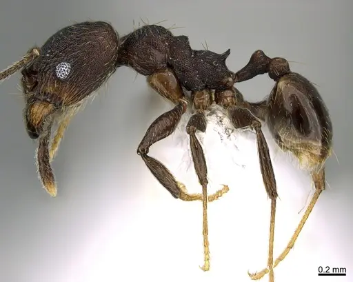 Pheidole marmor specimen CASENT0646377 image casent0646377_3