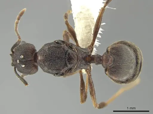 Pheidole marmor specimen CASENT0646379 image casent0646379_1