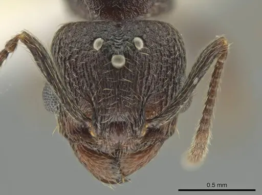 Pheidole marmor specimen CASENT0646379 image casent0646379_2