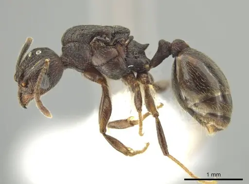 Pheidole marmor specimen CASENT0646379 image casent0646379_3