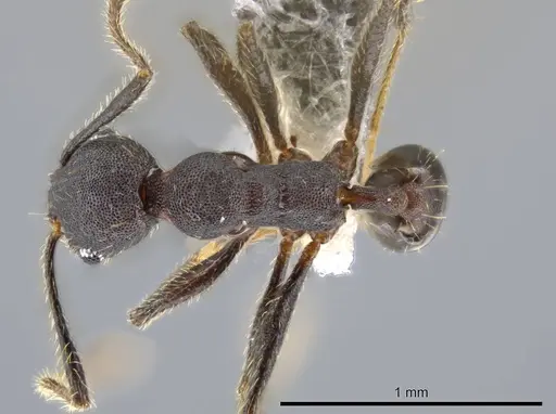 Pheidole marmor specimen JTLC000009812 image jtlc000009812_1