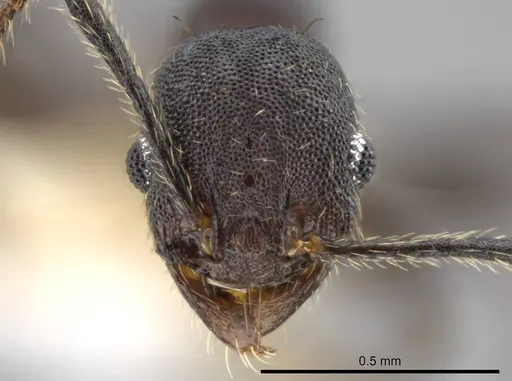 Pheidole marmor specimen JTLC000009812 image jtlc000009812_2