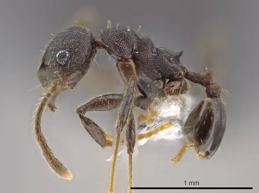 Pheidole marmor specimen JTLC000009812 image jtlc000009812_3