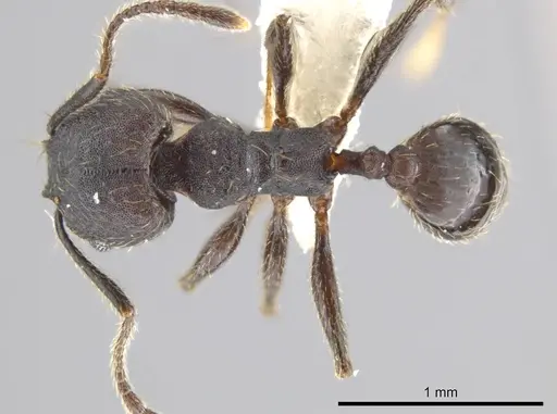 Pheidole marmor specimen JTLC000009834 image jtlc000009834_1