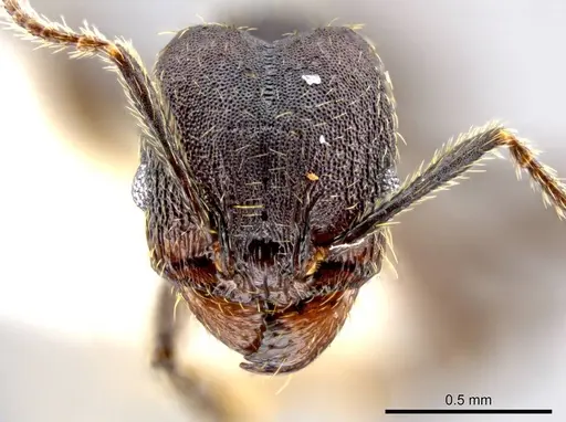 Pheidole marmor specimen JTLC000009834 image jtlc000009834_2
