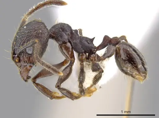 Pheidole marmor specimen JTLC000009834 image jtlc000009834_3