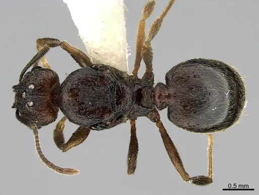 Pheidole marmor specimen JTLC000009849 image jtlc000009849_1