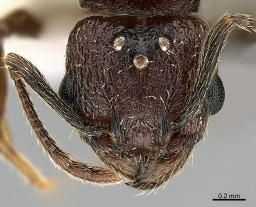 Pheidole marmor specimen JTLC000009849 image jtlc000009849_2