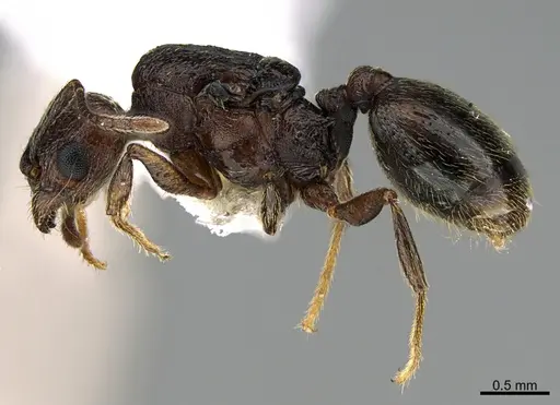 Pheidole marmor specimen JTLC000009849 image jtlc000009849_3
