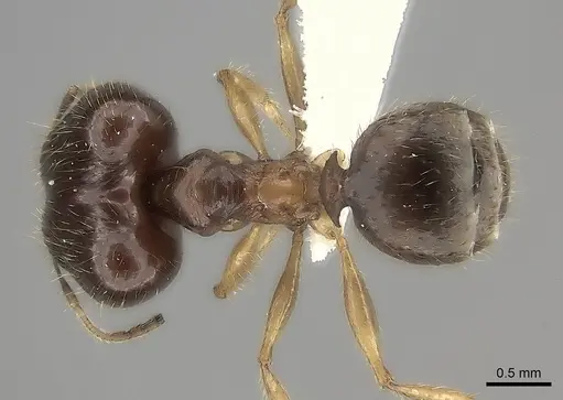 Pheidole maro specimen CASENT0198009 image casent0198009_1