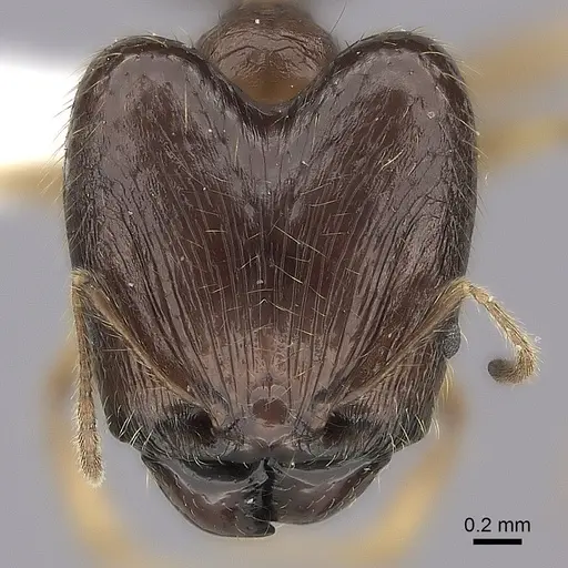 Pheidole maro specimen CASENT0198009 image casent0198009_2