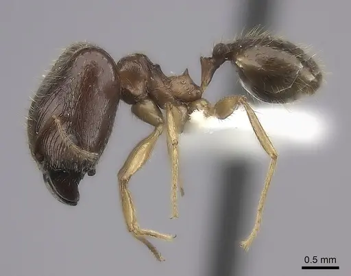 Pheidole maro specimen CASENT0198009 image casent0198009_3