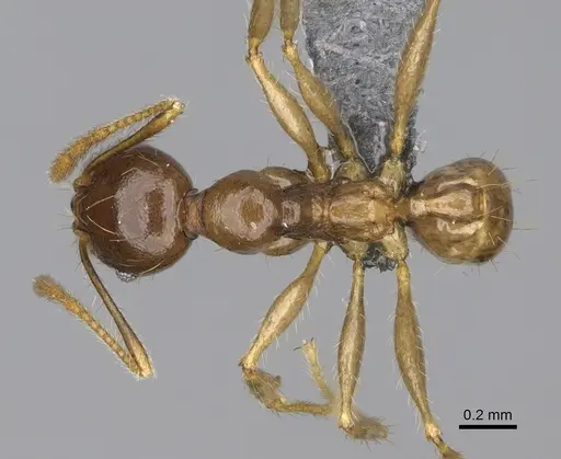 Pheidole maro specimen CASENT0299307 image casent0299307_1