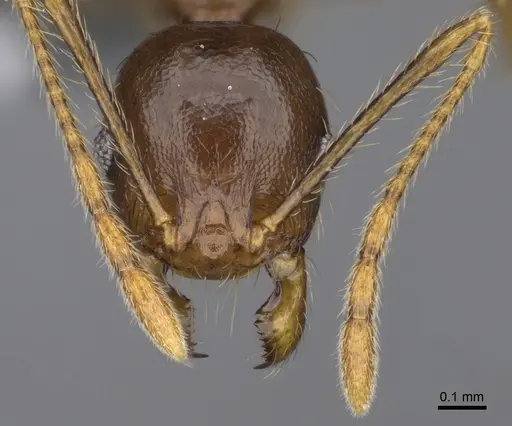 Pheidole maro specimen CASENT0299307 image casent0299307_2