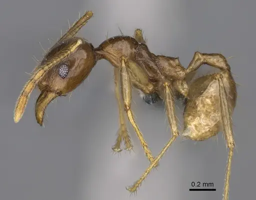 Pheidole maro specimen CASENT0299307 image casent0299307_3