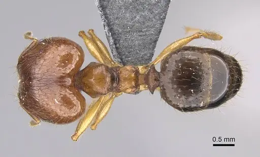 Pheidole maro specimen CASENT0319210 image casent0319210_1