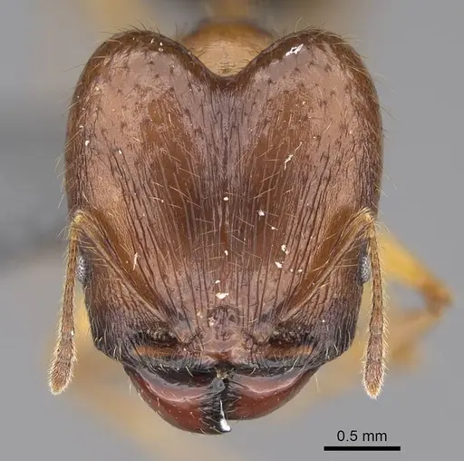 Pheidole maro specimen CASENT0319210 image casent0319210_2