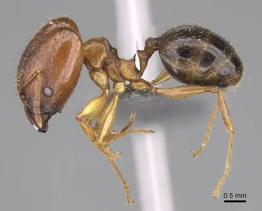 Pheidole maro specimen CASENT0319210 image casent0319210_3