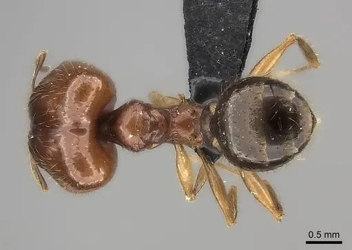 Pheidole maro specimen CASENT0489211 image casent0489211_1