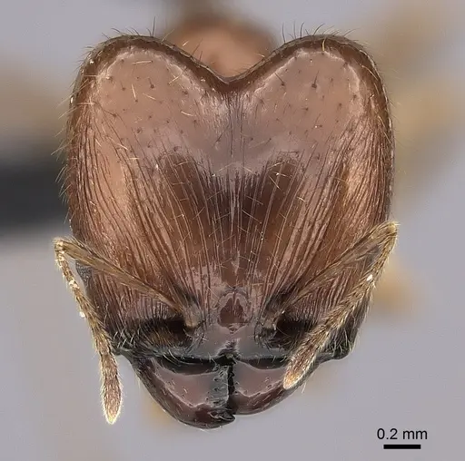 Pheidole maro specimen CASENT0489211 image casent0489211_2