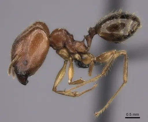Pheidole maro specimen CASENT0489211 image casent0489211_3