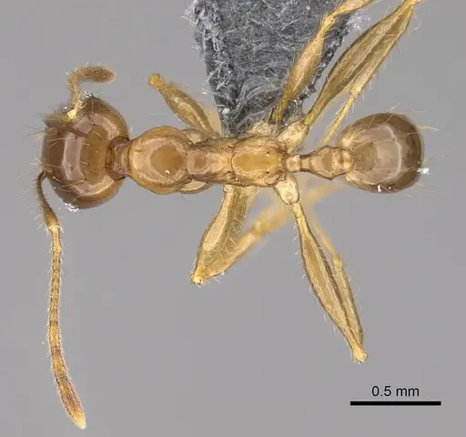 Pheidole maro specimen CASENT0906497 image casent0906497_1