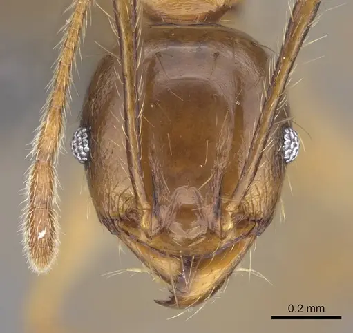 Pheidole maro specimen CASENT0906497 image casent0906497_2