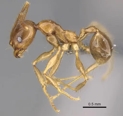 Pheidole maro specimen CASENT0906497 image casent0906497_3