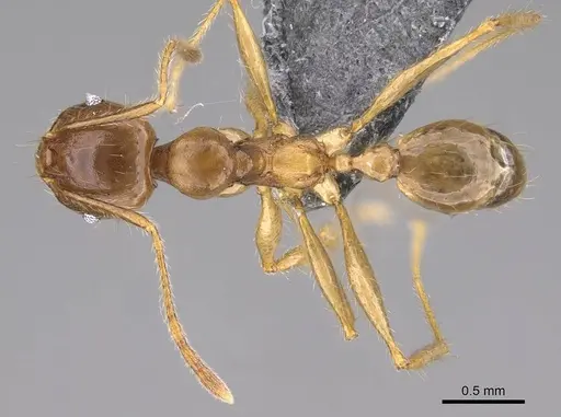Pheidole maro specimen CASENT0906498 image casent0906498_1