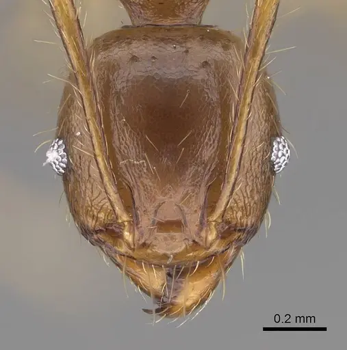 Pheidole maro specimen CASENT0906498 image casent0906498_2